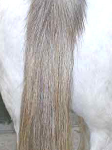 False Tail Fitting Step 5