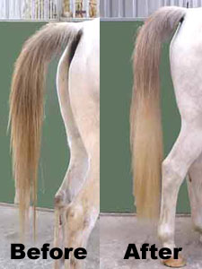 Before and After Fitting the False Horse Tail